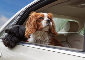 Zavarujte ljubljenčka med vožnjo s pasjo mrežo