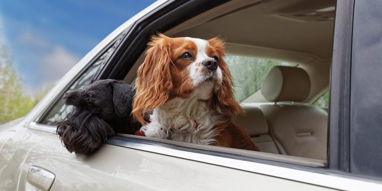 Zavarujte ljubljenčka med vožnjo s pasjo mrežo